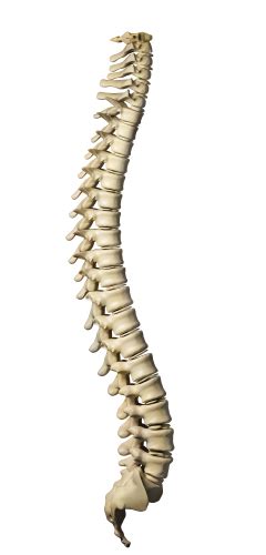 The human skeleton of an adult consists of around 206 to 208 bones it is composed of 270 bones at there is one final process, also associated with age, which can alter the number of bones in the. The Backbone of the Gospel (Newsletter 2-8 Blog ...