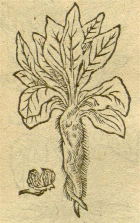 Mandragora 1549 Leonhart Fuchs Plantarum Effigies Gedruckt Zu
