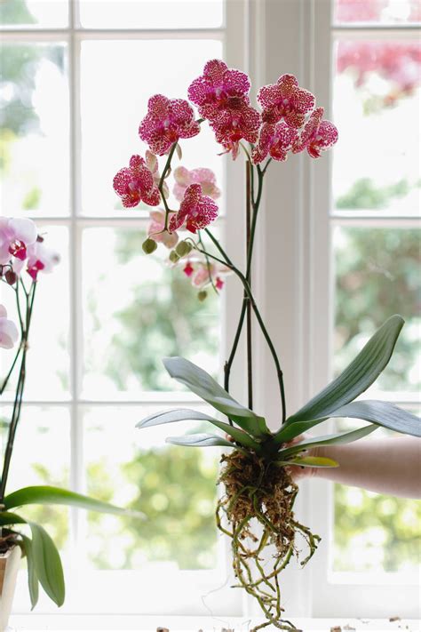How To Take Care Of Orchids Indoors Farmvina