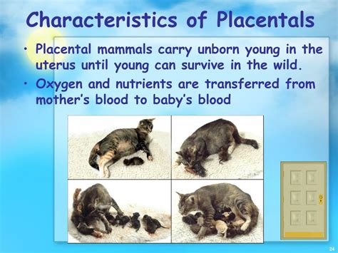 PPT - Mammals PowerPoint Presentation, free download - ID:2109577