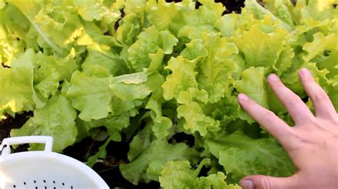 How To Harvest Leaf Lettuce Youtube