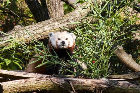 Roter Panda Zoo Prag Kostenloses Foto Auf Pixabay