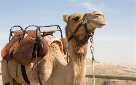 Check out 140 reviews and photos of viator's camel riding in maspalomas dunes. Camel Ride Across The Dunes