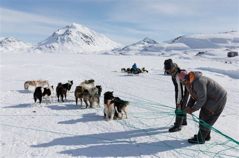 Greenland Dog Sled Tours With The Inuit Of Arctic East Greenland Pirhuk