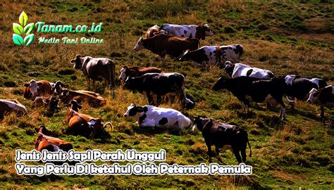 Jenis Jenis Sapi Perah Unggul Yang Perlu Di ketahui Oleh Peternak Pe