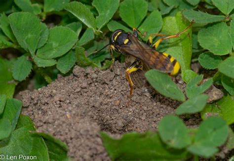 field digger wasp melinus arvensis f hill view road c… flickr