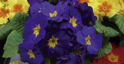 Flores De Otoño Comestibles Aportan Color A Tu Jardín Y Pueden Sumarse