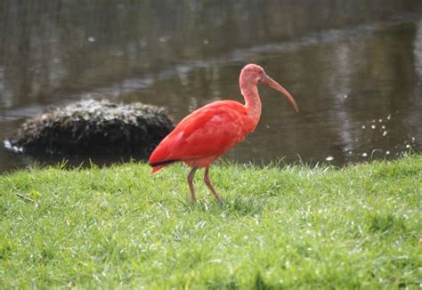 Covering over 5.5 million square kilometres, it's so big that the uk and ireland would fit into it 17 10. Isle of Man Guide - Scarlet Ibis in the Amazon Rainforest ...