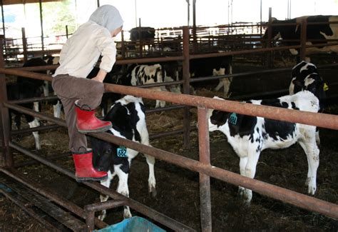 The Wife Of A Dairyman Churned In Cali Working The Calf Barn