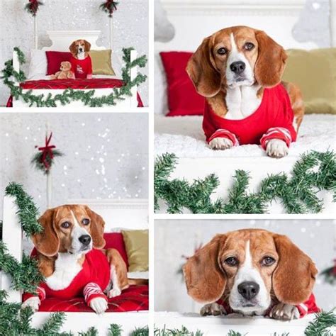 19 Christmas Cards Ideas for Your Pets  Dog christmas card, Pet
