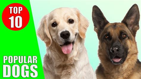 Top 10 Most Popular Dog Breeds In The World Dogs 101 Kiddopedia