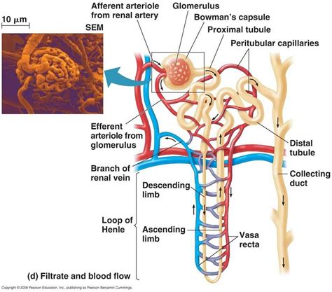 This activity contains 12 questions. nephron diagram labeled - Google Search | Loop of henle ...