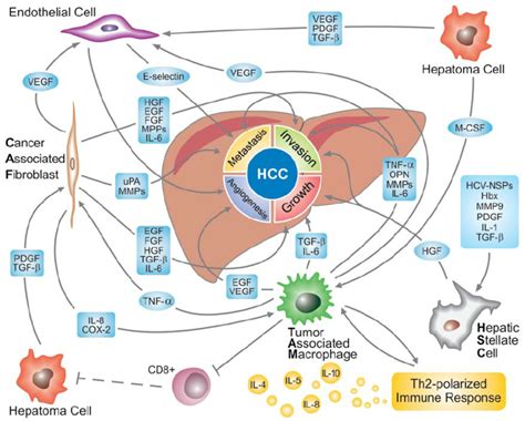 Hepatocellular Carcinoma Hcc Microenvironment Components And Their