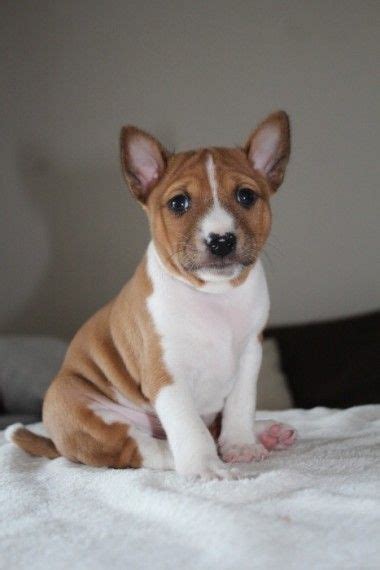 Finding a basenji puppy for sale near you may be your top priority, but it doesn't mean it is the best choice. Basenji Puppies For Sale | Pittsburgh, PA #291439