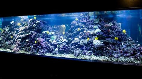 The Best Saltwater Shrimp For Your Tank The Aquarium Club