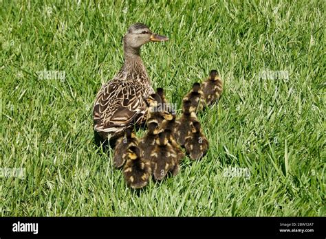 A Female Hen Mallard Duck And Her Brood Of 12 Small Ducklings In