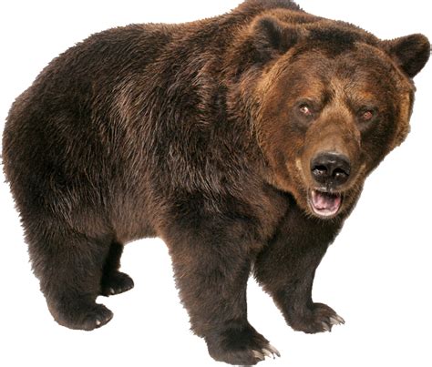 Download Grizzly Bear Standing PNG Image for Free png image