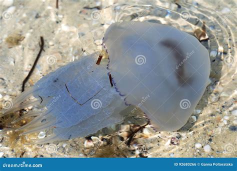 Jellyfish Rhizostomae Swim In Sea Stock Photo Image Of Outdoor