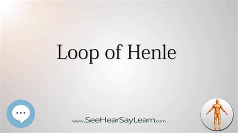 The loop of henle is a heterogenous segment, comprising the pars recta of the proximal tubule, the thin descending and ascending limbs, and the transport of potassium in henle's loop is complex. Loop of Henle Anatomy Named After People 🔊 - YouTube