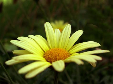 Gelbe Blume - kostenloses Hintergrundbild