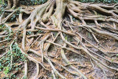 Exposed Roots Of A Tree Stock Photo Image Of Plant 252266522
