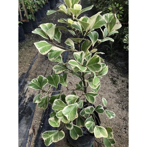 Berjaya Plant Nursery Mas Cotek Batikficus Triangularis Variegata
