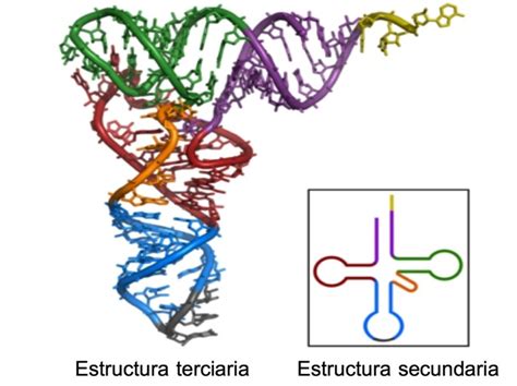 Arn ácido Ribonucleico Qué Es Función Y Tipos Con Imágenes Toda