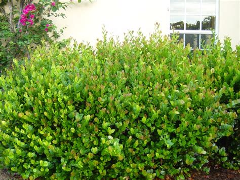 Here's a list of popular flowering shrub options for your consideration. Cocoplum, a great Florida native shrub | Small garden ...