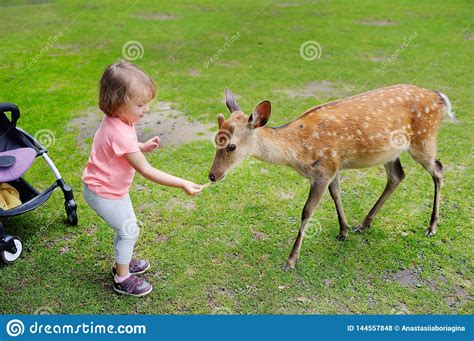 Child Feeding Wild Deer At Petting Zoo Kids Feed Animals At Outdoor Safari Park Kid And Pet