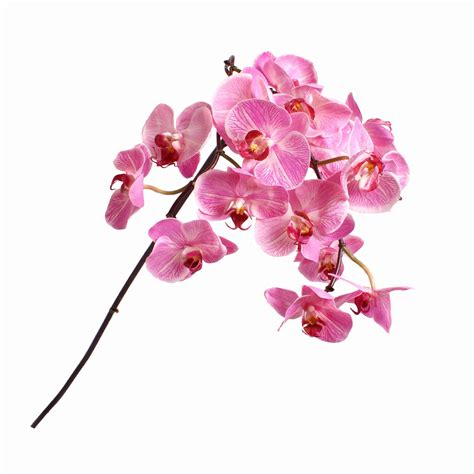 Silk Phalaenopsis Orchid Flower Stem Hot Pink S Fst00030 Product