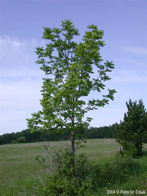 A series set in the world of a video game. Fraxinus nigra (Black Ash): Minnesota Wildflowers