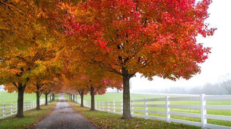 Take A Maryland Fall Foliage Trip Visit Maryland