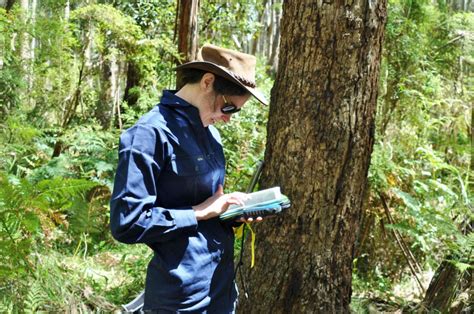 Understanding Koalas Stress And Habitat Declines Conservation