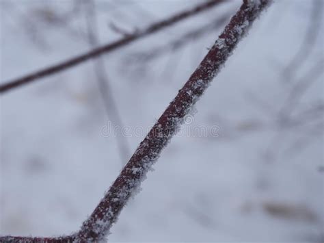 Snow And Frost Crystals Lie On The Branches Of Trees Stock Image