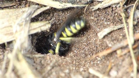 Ground Bee Digging Youtube