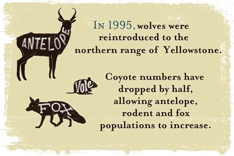 In 1995 Wolves Were Reintroduced To The Northern Range Of Yellowstone