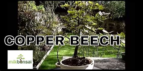 British Copper Beech Bonsai Trees For Beginners In Bonsai Mikbonsai