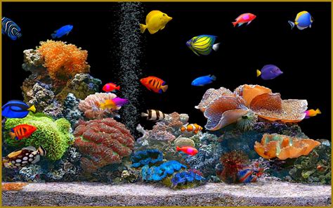 Myths About Keeping An Aquarium At Home
