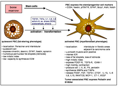 We did not find results for: Cancers | Free Full-Text | Interaction of Stellate Cells ...