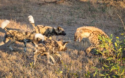 Alone Rushing Into The Wild Dogs Territory To Steal Food The Hyena