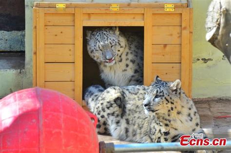Captive Bred Snow Leopard Twins Make Public Debut