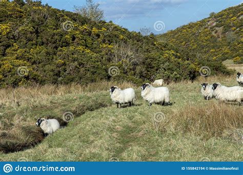 Scottish Mountain Blackface Highland Sheep Ewes Stock Photo Image Of