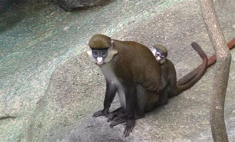 7 Common Pet Monkeys Important Facts And Pictures