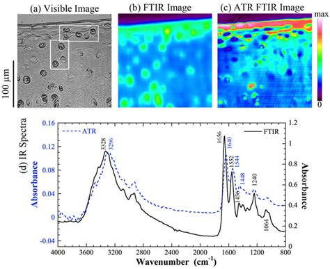 The interferometer consists of a beam splitter, a fixed mirror, and a mirror that translates. (a) The visible image, (b) the FTIR image, (c) the ATR ...