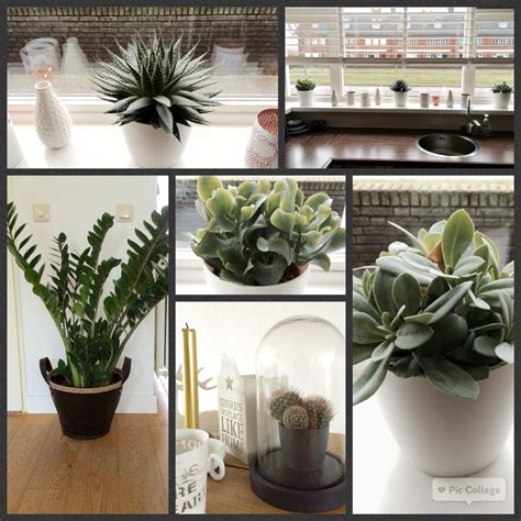 I hope the information that appears can be beneficial to you. Plant | Scandinavian | Home | Interior