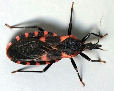 Chagas Disease Wiki Infectious Diseases Amino