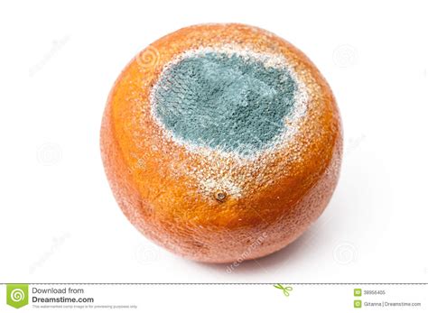 Rotten Orange Stock Image Image Of White Fruit Perishable 38956405