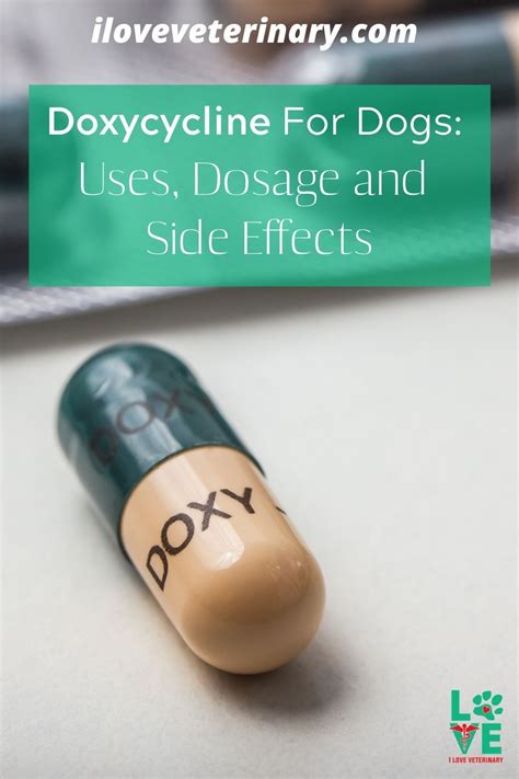 It kills off the bacteria causing the problem, reducing symptoms. Doxycycline For Dogs: Uses, Dosage, Side effects - I Love ...