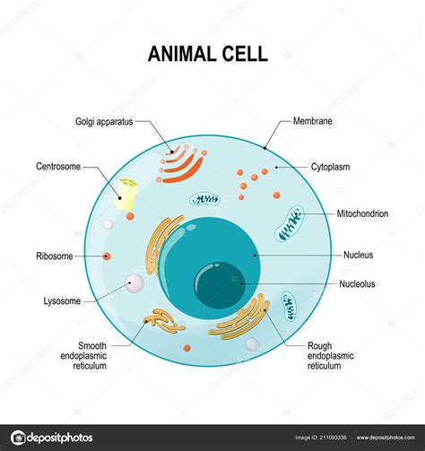 Plant cell anatomy cross section structure stock vector royalty. Diagram of human cell | Human Animal Cell Cross Section ...
