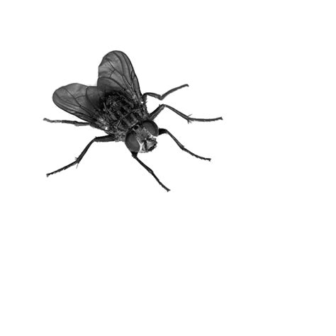 Fly Display Resolution Fly Png 4 Png Download 894894 Free